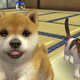 Image for article titled These Virtual Pets Are Watching You